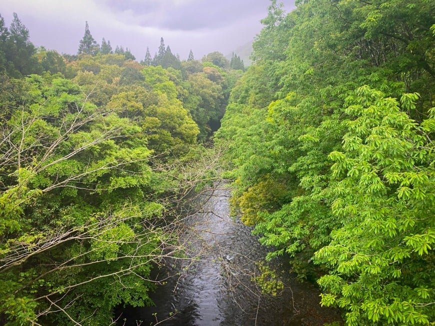 緑の木々が連なる長田峡の画像