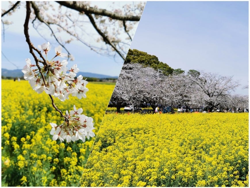 菜の花と桜の画像